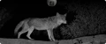 Kamera IP Ezviz EB8 PRO 4G Ranger Kit 8MP z panelem słonecznym 8W 4G Wi-Fi moro